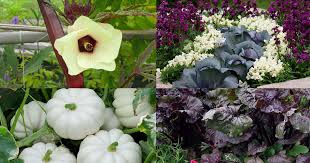 Maybe you would like to learn more about one of these? 18 Most Colorful Vegetables You Need To Grow In Your Garden Balcony Garden Web