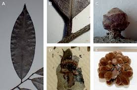 Image result for Uvariodendron