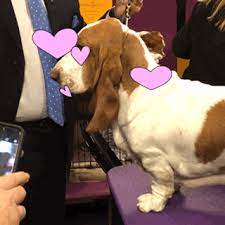 Wolf Hound Gifs Get The Best Gif On Giphy Well i'm going to say verbally, because judging by your #elvis presley #elvis #hound dog #1950s #1956 #milton berle #the great performances #center stage #gif. wolf hound gifs get the best gif on giphy