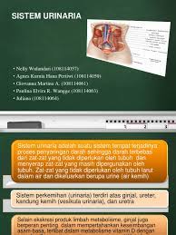 Perubahan ini antara lain akan. Sistem Urinaria