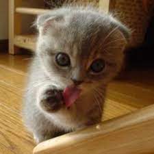 Gambar kucing comel lucu dan bikin gemes. 35 Gambar Kucing Comel Yang Lucu Dan Menggelikan Hati Naimjaaf