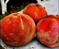 15 Manfaat Buah Bisbul Untuk Kesehatan Kecantikan Dan Kerajinan Buah Kebugaran Kesehatan