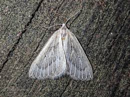 Image result for Entephria byssata