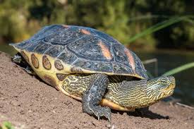 Chinese Stripe Necked Turtle Mauremys Sinensis Found In China Hainan Guangdong Fujian Taiwan Laos And Northern Cen Slider Turtle River Turtle Turtle