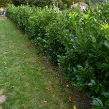 We did not find results for: Laurier Palme Vente Laurier Palme Prunus Laurocerasus Rotundifolia