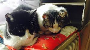Startpage is the world's most private search engine. Weltkatzentag Netz Katzen Die Flauschige Freakshow Gesellschaft Sz De