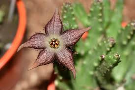 Las plantas de cactus más populares son de méxico. Criadero De Cactus Y Suculentas El Ceibo