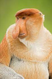 Proboscis Monkey By Milan Zygmunt Proboscis Monkey Monkey Monkey Species