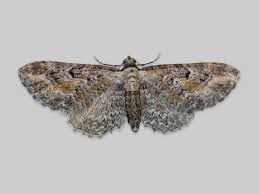 Image result for Eupithecia lanceata