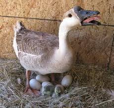 Hatching Domestic And Ornamental Goose Club Of Ireland
