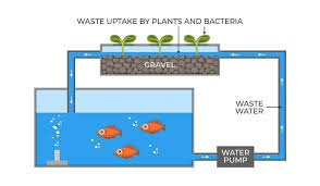 Aquaponics 101 Quick And Easy Aquaponic Systems Full Guide