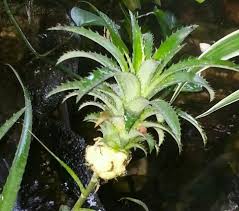 Ciri khas dari batu kecubung karang adalah warna putih bening yang memiliki serat batu yang indah dengan bentuk karang di dalam yang bisa membuat terpesona. Pokok Nenas Batu Ubat Kencing Batu Karang Buah Dipotong 4 Rebus Dgn Air Minum Sebelum Tidur Fruit Health Pineapple