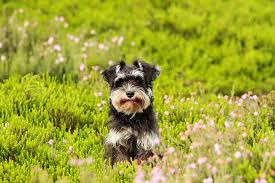Maybe you would like to learn more about one of these? Dog Pollen Allergy Symptoms And Remedies Tractive Blog
