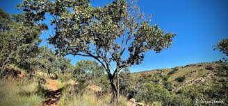 Image result for Combretum mkuzense