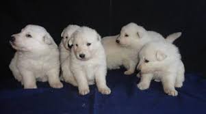 Browse thru german shepherd dog puppies for sale in washington, usa area listings on puppyfinder.com to find your perfect puppy. White Long Haired German Shepherd Puppies 4 Weeks Old For Sale In National City California Classified Americanlisted Com