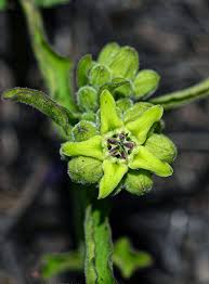 Image result for Raphionacme madiensis