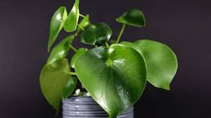 Peperomia are one of the best non toxic indoor plants for pets, so i think it's time for a lesson in caring for these guys.time for a peperomia party. Peperomia Polybotrya Care Made Simple Plantophiles