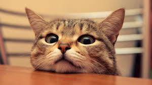 Sebagai seorang pecinta kucing, memiliki hal apapun seputar kucing tentu menjadi hal yang lumrah, salah satunya. Tahukahkamu Mengapa Kucing Menggosok Gosokkan Muka Tubuhnya Pada Kaki Kita Kucing Kucing Betina Kucing Lucu