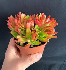 Image result for Crassula capitella