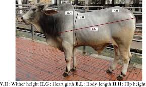 The brahman is an american breed of zebuine beef cattle. Pdf Morphometric Characterization Of Brahman Crossbred Cattle And Prediction Of Live Weight Using Linear Body Measurements Semantic Scholar