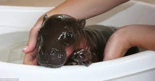 Obi is melbourne zoo's newest baby pygmy hippo. Pygmy Hippo Adorableness Fireflybelle Baby Hippo Cute Animals Hungry Hippos