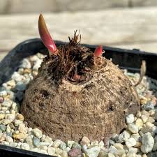 Image result for Eriospermum mackenii