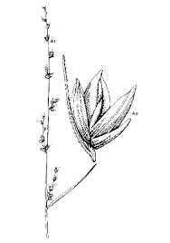 Image result for Elytrophorus spicatus