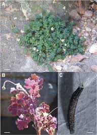 Image result for Senecio speciosus