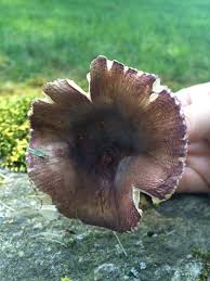 Image result for Russula mariae