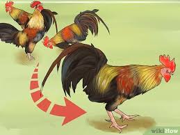 If you are an existing chicken keeper or if your neighbors have roosters, then you must know roosters do not just crow at sunrise. 3 Ways To Stop A Rooster From Crowing Wikihow