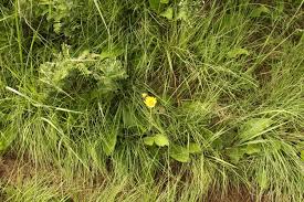 Image result for Berkheya speciosa