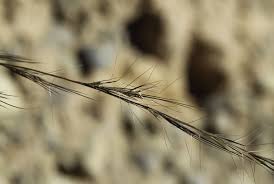 Image result for Aristida adscensionis