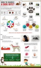 Even if your dog bit because he was trapped and being abused, his actions are still not normal and you will want to get your dog into a canine good citizen program and follow advice on how to prove your vet is probably correct. Dog Bite First Aid Infections Treatment Rabies Petmoo