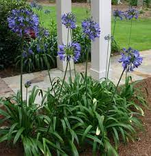 Pin On Gardening In The Shade