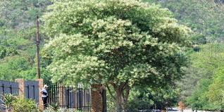 Image result for Acacia fleckii