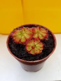 Growing carnivorous plants e3 terrarium update. Drosera Burmannii Red Sundew Gift Carnivorous Plant Gardening Plants On Carousell