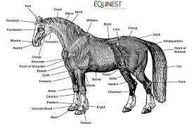 Horse Anatomy The Equinest