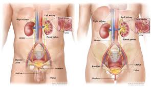 Pin On Health Cancer Bladder