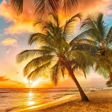 It is situated along the south shore of long island in the town of islip, approximately 50 miles from new york city. Best Palm Tree Ipad Air Hd Wallpapers Ilikewallpaper