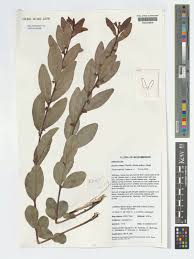 Image result for Euclea crispa
