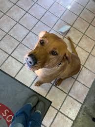 Chaffee County Lost & Found Pets