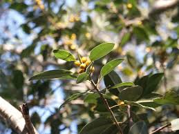 Image result for Ficus obliqua