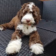 This means an easily trained puppy! Australian Labradoodle Essex Churchills Austrlain Labradoodles