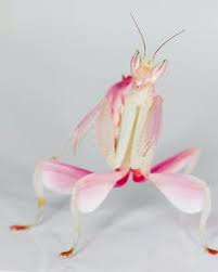All you need to do is to provide the right living conditions. Secrets Of The Orchid Mantis Revealed It Doesn T Mimic An Orchid After All