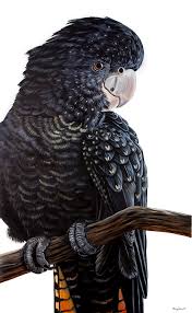 The main reason for this is their often steep price, which comes from their exotic appearance and great personality. Polly Red Tailed Black Cockatoo