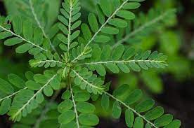 Tulang adalah jaringan yang terususun dari sel yang didominasi oleh matrix kolagen ekstraseluler atau yang bisa juga disebut osteoid. Inilah Tanaman Herbal Yang Dapat Meningkatkan Daya Tahan Tubuh Alodokter