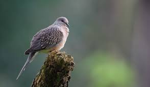 We did not find results for: Spotted Dove Alchetron The Free Social Encyclopedia
