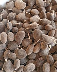 Image result for Dialium