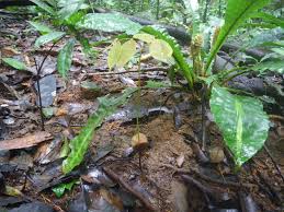 Image result for Brachystegia manga