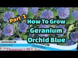 Image result for Geranium bohemicum Orhcid Blue